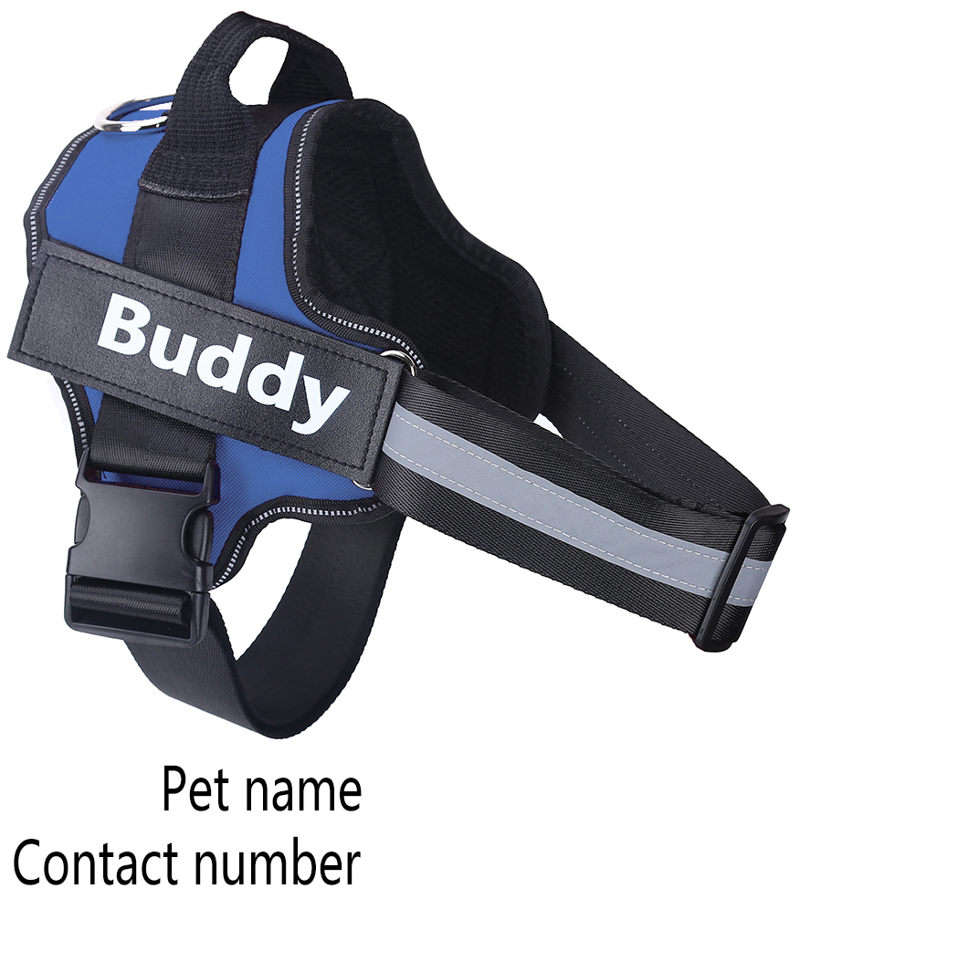 Blue and black dog harness with 'Buddy' printed on it, on a white background.
